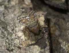 Pseudotephritis approximata