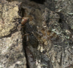Pseudotephritis approximata