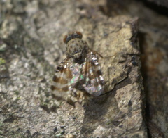 Pseudotephritis approximata