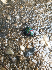 Poecilocoris splendidulus