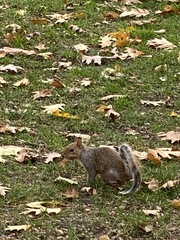 Sciurus carolinensis