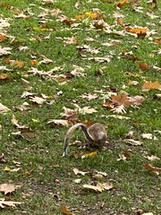 Sciurus carolinensis