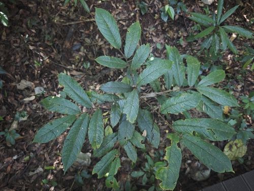 Antiaris toxicaria observed 2025-09-18