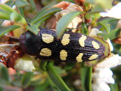 Castiarina decemmaculata
