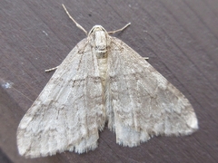 Operophtera relegata