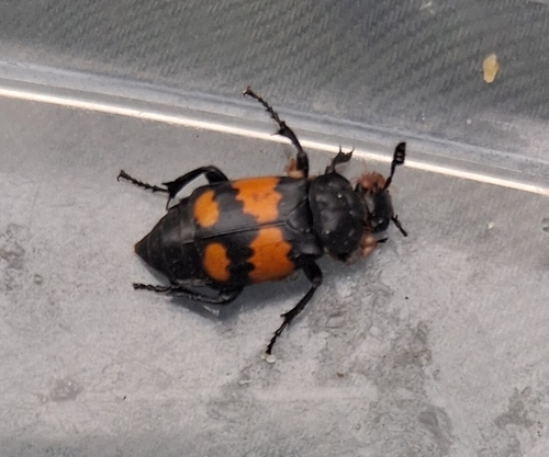 Lesser Vespillo Burying Beetle, 3732 HV De Bilt, Nederland, photo 9 of 10