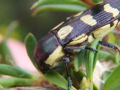 Castiarina decemmaculata