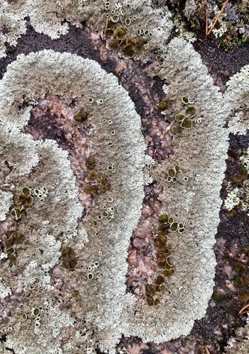 Concentric Ring Lichen