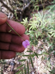 Tephrosia vicioides