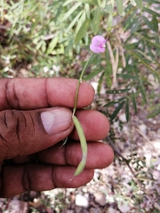 Tephrosia vicioides