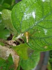 Oxyopes
