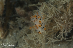 Thecacera pennigera