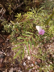 Tephrosia vicioides