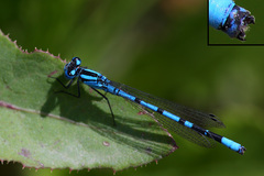 Enallagma annexum