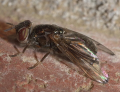 Senopterina foxleei