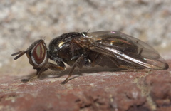 Senopterina foxleei