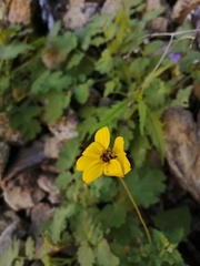 Heliopsis anomala