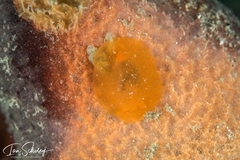 Doriopsilla carneola