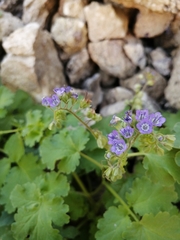 Phacelia scariosa