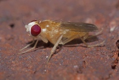 Sobarocephala flaviseta