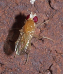 Sobarocephala flaviseta