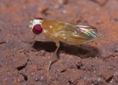 Sobarocephala flaviseta