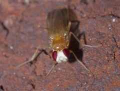 Sobarocephala flaviseta