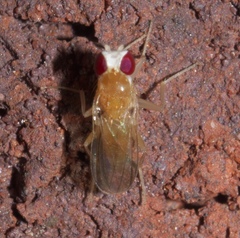 Sobarocephala flaviseta