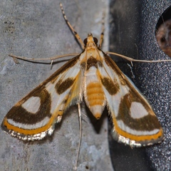 Theila siennata