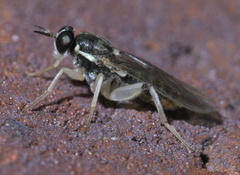 Solva pallipes