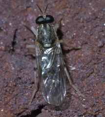Solva pallipes