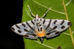 Pycnarmon jaguaralis
