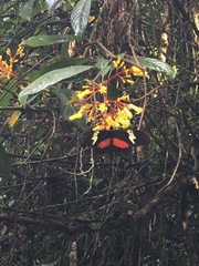 Heliconius hortense