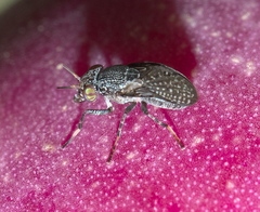 Stictomyia longicornis