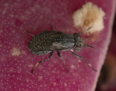 Stictomyia longicornis