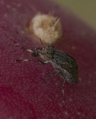 Stictomyia longicornis