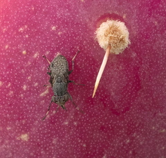 Stictomyia longicornis