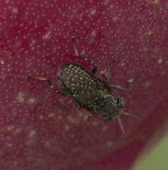 Stictomyia longicornis