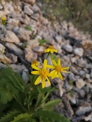 Senecio lemmonii