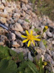 Senecio lemmonii
