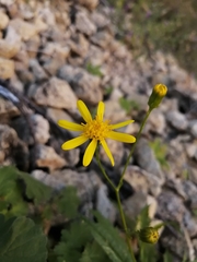 Senecio lemmonii