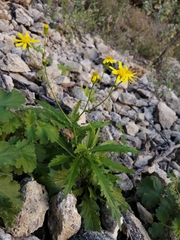 Senecio lemmonii