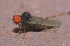 Syneches simplex