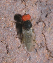 Syneches simplex