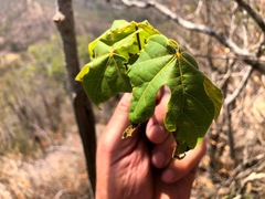 Brachychiton discolor