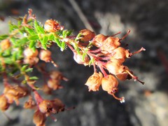 Erica strigosa