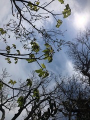 Brachychiton discolor