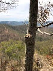 Brachychiton discolor