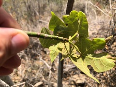 Brachychiton discolor