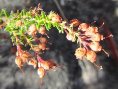 Erica strigosa